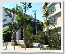 大きな移植樹と緑豊かなマンションの庭