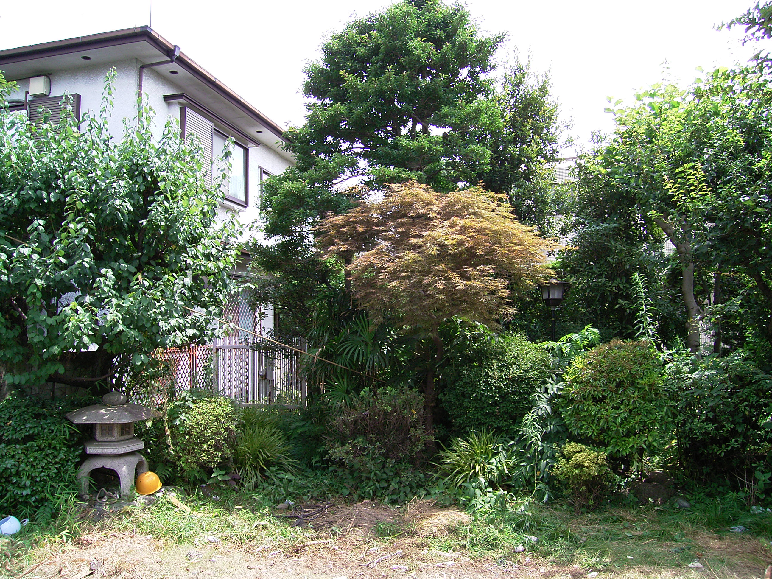 工事前の状態、木々はうっそうとし、枝は混み合っていた。雑草の下には多数の庭石があった。