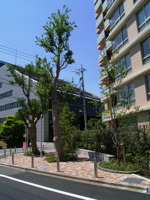 公開空地の大きな移植樹2本とベンチウォール。